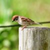 Thumbnail of related posts 078
